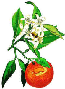 fleur-oranger