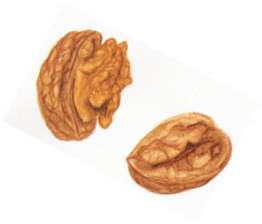 noix