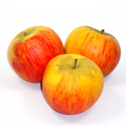 pomme-reine-des-reinettes